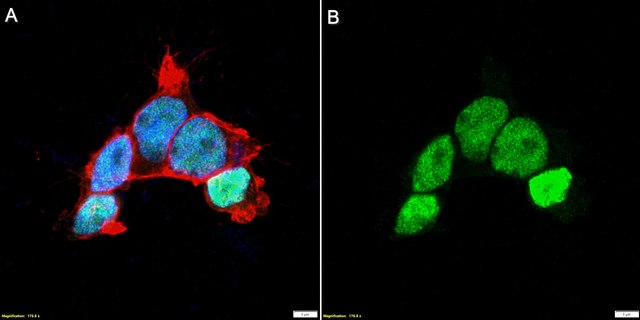 Anti-Maf-B Antibody, clone 2N17 ZooMAb&#174; Rabbit Monoclonal recombinant, expressed in HEK 293 cells