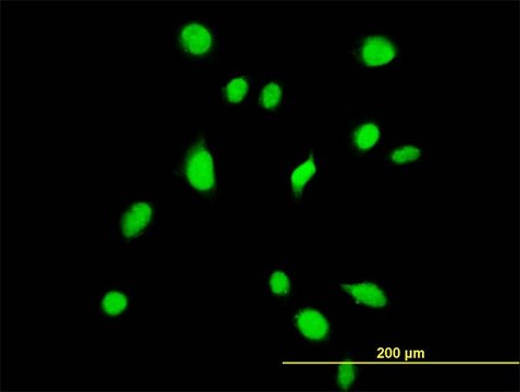 Monoclonal Anti-TBX6 antibody produced in mouse clone 1D11, purified immunoglobulin, buffered aqueous solution