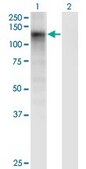 Monoclonal Anti-SART2 antibody produced in mouse clone 6D4, purified immunoglobulin, buffered aqueous solution