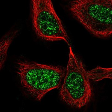 Anti-CDC25C antibody produced in rabbit Prestige Antibodies&#174; Powered by Atlas Antibodies, affinity isolated antibody