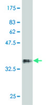 Monoclonal Anti-FKBP10 antibody produced in mouse clone 1C6, purified immunoglobulin, buffered aqueous solution