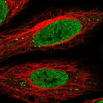 Anti-SEC13 antibody produced in rabbit Prestige Antibodies&#174; Powered by Atlas Antibodies, affinity isolated antibody