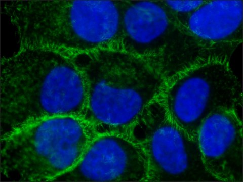 Anti-Ezrin antibody, Mouse monoclonal clone 3C12, purified from hybridoma cell culture