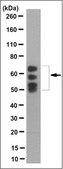Anti-Pan Shc Antibody, clone 3A12.1 clone 3A12.1, from mouse