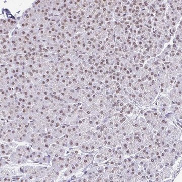 Anti-SLC7A10 antibody produced in rabbit Prestige Antibodies&#174; Powered by Atlas Antibodies, affinity isolated antibody, buffered aqueous glycerol solution