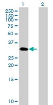 Anti-GNPDA1 antibody produced in mouse purified immunoglobulin, buffered aqueous solution