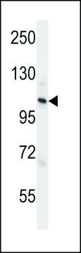 ANTI-ZC3H3 (C-TERM) antibody produced in rabbit IgG fraction of antiserum, buffered aqueous solution