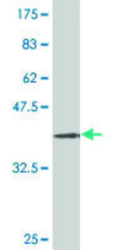 ANTI-ZNF263 antibody produced in mouse clone 2E9, purified immunoglobulin, buffered aqueous solution