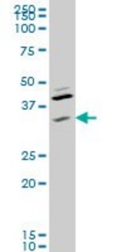 Monoclonal Anti-RNF41 antibody produced in mouse clone 4C2, ascites fluid