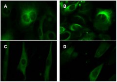 LentiBrite GFP-Tubulin Lentiviral Biosensor