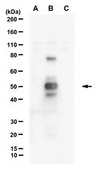Anti-SARS-CoV-2 nucleocapsid NC1 Antibody, clone 6G3-G6