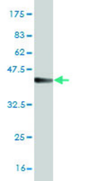 ANTI-T antibody produced in mouse clone 5C6, purified immunoglobulin, buffered aqueous solution