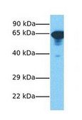 Anti-LGALS3BP antibody produced in rabbit affinity isolated antibody