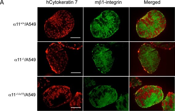 Anti-Integrin &#946;1 Antibody, clone MB1.2 clone MB1.2, Chemicon&#174;, from rat