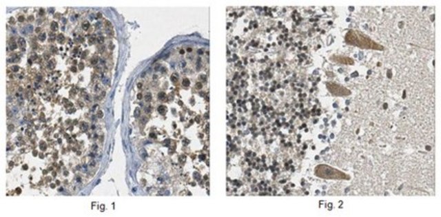 Anti-FKBP4 Antibody, clone 2H9.1 clone 2H9.1, from mouse