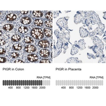 Anti-PIGR antibody produced in rabbit Prestige Antibodies&#174; Powered by Atlas Antibodies, affinity isolated antibody, buffered aqueous glycerol solution, Ab1