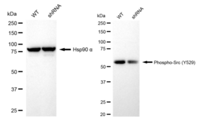 KD-Validated Anti-phospho-Src (Tyr529) Antibody, clone 23GB6690, Rabbit Monoclonal clone 23GB6690, recombinant rabbit monoclonal, expressed in HEK293 cells