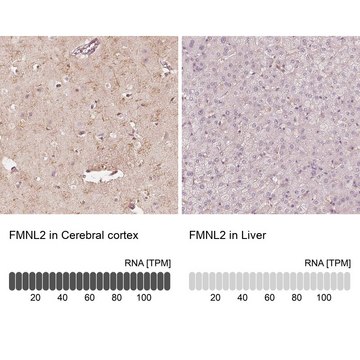 Anti-FMNL2 antibody produced in rabbit Prestige Antibodies&#174; Powered by Atlas Antibodies, affinity isolated antibody, buffered aqueous glycerol solution