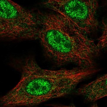 Anti-FAM96A antibody produced in rabbit Prestige Antibodies&#174; Powered by Atlas Antibodies, affinity isolated antibody