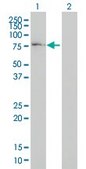 Monoclonal Anti-COG7 antibody produced in mouse clone 3G4-1B3, purified immunoglobulin, buffered aqueous solution