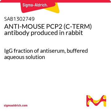 ANTI-MOUSE PCP2 (C-TERM) antibody produced in rabbit IgG fraction of antiserum, buffered aqueous solution