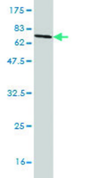 Monoclonal Anti-SAMM50 antibody produced in mouse clone 2A9, purified immunoglobulin, buffered aqueous solution