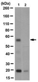 Anti-DC-STAMP Antibody, clone 1A2 clone 1A2, from mouse