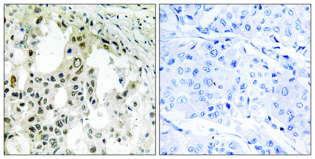 Anti-EIF3D antibody produced in rabbit affinity isolated antibody