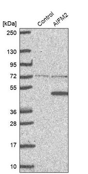 抗-AIFM2 兔抗 Prestige Antibodies&#174; Powered by Atlas Antibodies, affinity isolated antibody, buffered aqueous glycerol solution