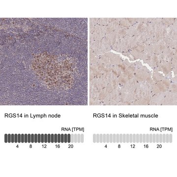 Anti-RGS14 antibody produced in rabbit Prestige Antibodies&#174; Powered by Atlas Antibodies, affinity isolated antibody, buffered aqueous glycerol solution