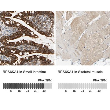 Anti-RPS6KA1 antibody produced in rabbit Prestige Antibodies&#174; Powered by Atlas Antibodies, affinity isolated antibody, buffered aqueous glycerol solution