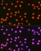 Anti-SMC1 antibody produced in rabbit