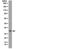 Anti-SMN Antibody, clone 2B1 clone 2B1, from mouse