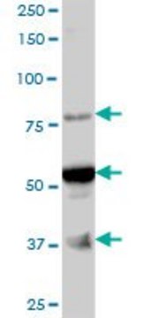 Anti-ARMC6 antibody produced in mouse IgG fraction of antiserum, buffered aqueous solution