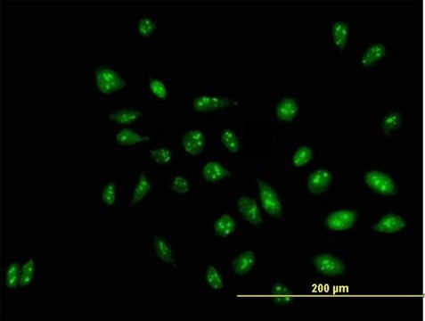 Anti-RRP1 antibody produced in mouse purified immunoglobulin, buffered aqueous solution