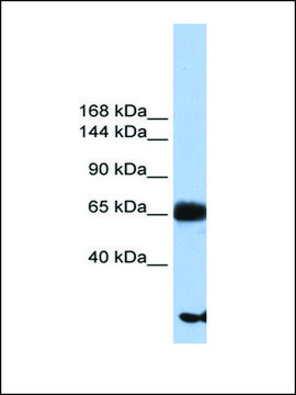 Anti-PIGO antibody produced in rabbit affinity isolated antibody