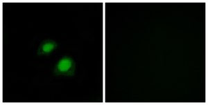 Anti-RGAP1 antibody produced in rabbit affinity isolated antibody