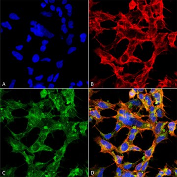 Monoclonal Anti-O-GlcNAc-FITC antibody produced in mouse clone 9H6