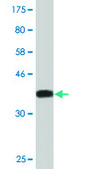 Monoclonal Anti-HOXC6 antibody produced in mouse clone 2A4, purified immunoglobulin, buffered aqueous solution