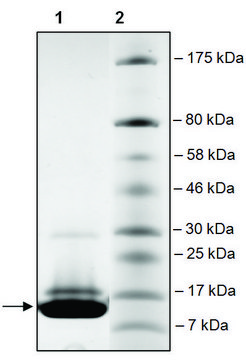 BRD3 (306-417) His tag human recombinant, expressed in E. coli, &#8805;90% (SDS-PAGE)