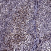 Anti-BACH2 antibody produced in rabbit Prestige Antibodies® Powered by Atlas Antibodies, affinity isolated antibody, buffered aqueous glycerol solution