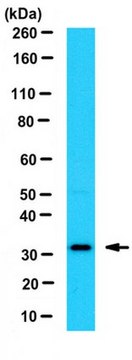 Anti-Trop-2 Antibody from rabbit