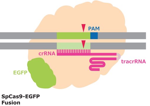 Cas9-GFP 蛋白质 from&nbsp;Streptococcus pyogenes, fused with enhanced GFP, recombinant, expressed in&nbsp;E. coli, 3X NLS