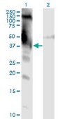 Monoclonal Anti-DMWD antibody produced in mouse clone 3F5, purified immunoglobulin, buffered aqueous solution
