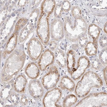 Anti-ZYG11B antibody produced in rabbit Prestige Antibodies&#174; Powered by Atlas Antibodies, affinity isolated antibody, buffered aqueous glycerol solution