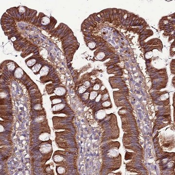 Anti-GPN3 antibody produced in rabbit Prestige Antibodies&#174; Powered by Atlas Antibodies, affinity isolated antibody, buffered aqueous glycerol solution