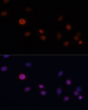 Anti-CDKN1A antibody produced in rabbit