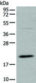 Anti-UFC1 affinity isolated antibody