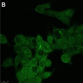 Anti-GPR146 Antibody, clone 1F6 ZooMAb® Rabbit Monoclonal recombinant, expressed in HEK 293 cells