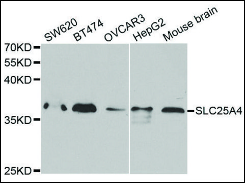 Anti-SLC25A4 antibody produced in rabbit affinity isolated antibody